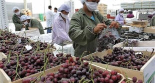 EMPACADORES DE FRUTAS Y VERDURAS: Empresa de empacado abre reclutamiento de personal con y sin experiencia