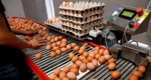EMPACADO DE HUEVOS: PUESTOS DISPONIBLES | POSTULA HOY