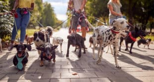 TRABAJA COMO CUIDADOR DE PERROS | CON Y SIN EXPERIENCIA | POSTULA YA