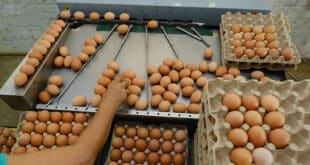 TRABAJA COMO EMPACADOR: Se solicita empleados para fabrica de huevos-empacado de huevo para este 2025