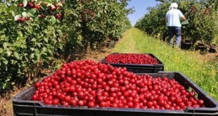 Se solicita Personal para Cosecha de Frutas con y sin experiencia | POSTULA YA