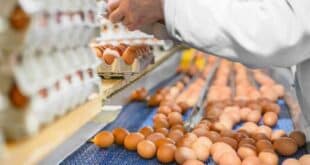 +340 Empleos de Empacado de Huevos en fabrica