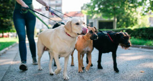 Se Busca Persona para Cuidado de Mascotas | Con y sin experiencia | Postula