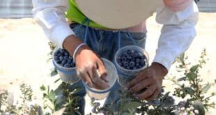 RECOLECTOR DE ARANDANOS: Se solicita empacadores | +70 Vacantes Disponibles